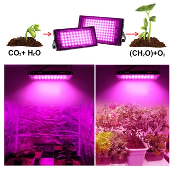 50 Вт 100 Вт Полный спектр светодиодных светильников для выращивания растений с вилкой и переключателем ЕС IP65 Фито-лампа для тепличного гидропонного освещения для выращивания растений