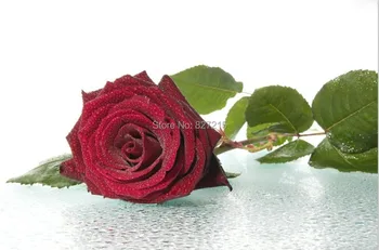 R-2829 Красная роза ПВХ пленка для потолка/Красная роза на белом фоне/украшение стен