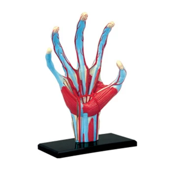 Анатомическая модель человеческой руки Скелет Медицинское Учебное пособие Игрушка для сборки пазлов Лабораторное Оборудование для обучения в классе